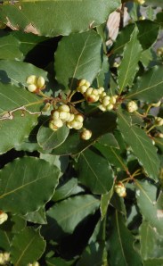 Laurus 1.JPG