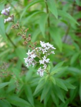 Lippia citriodora 0001