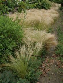 Stipa tenuissima