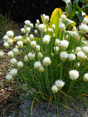 Allium schoenoprasum 'White Dwarf' 0002