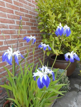 Iris laevigata 'Colchesterensis' 0006.JPG