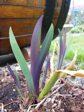 Iris x robusta 'Gerald Darby' 0002