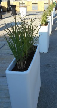 Panicum 'Thundercloud'.jpg