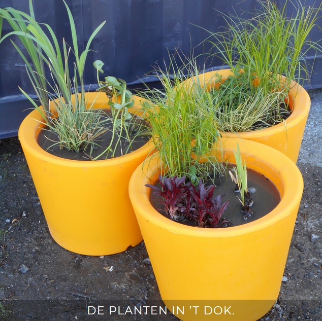Planten