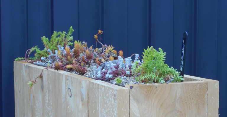 Sedum.jpg