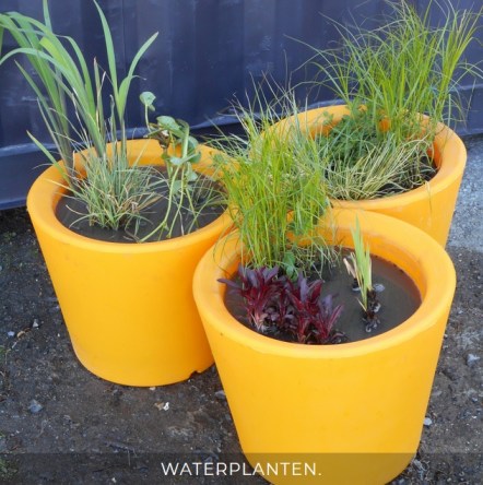 Waterplanten